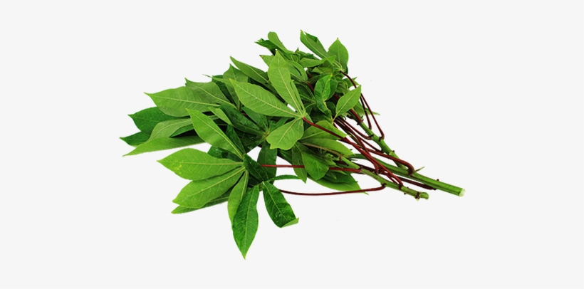 Detail Spinach Transparent Nomer 47