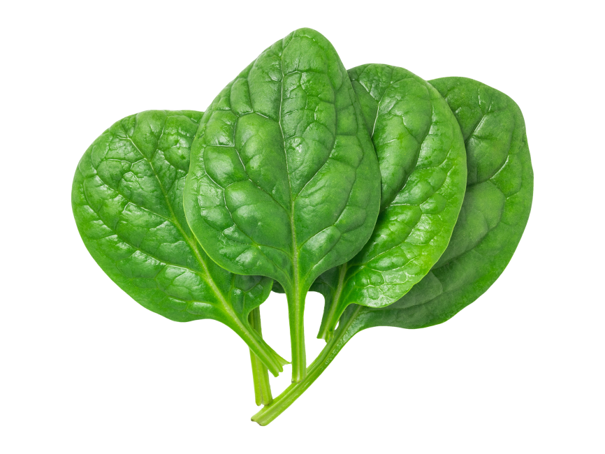 Detail Spinach Transparent Nomer 7
