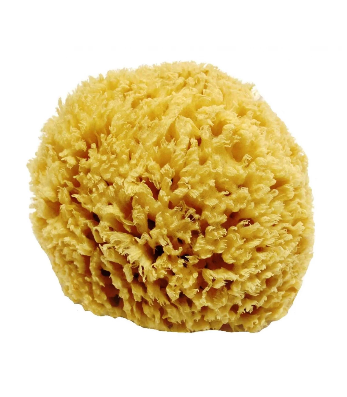 Detail Sponge Pic Nomer 28