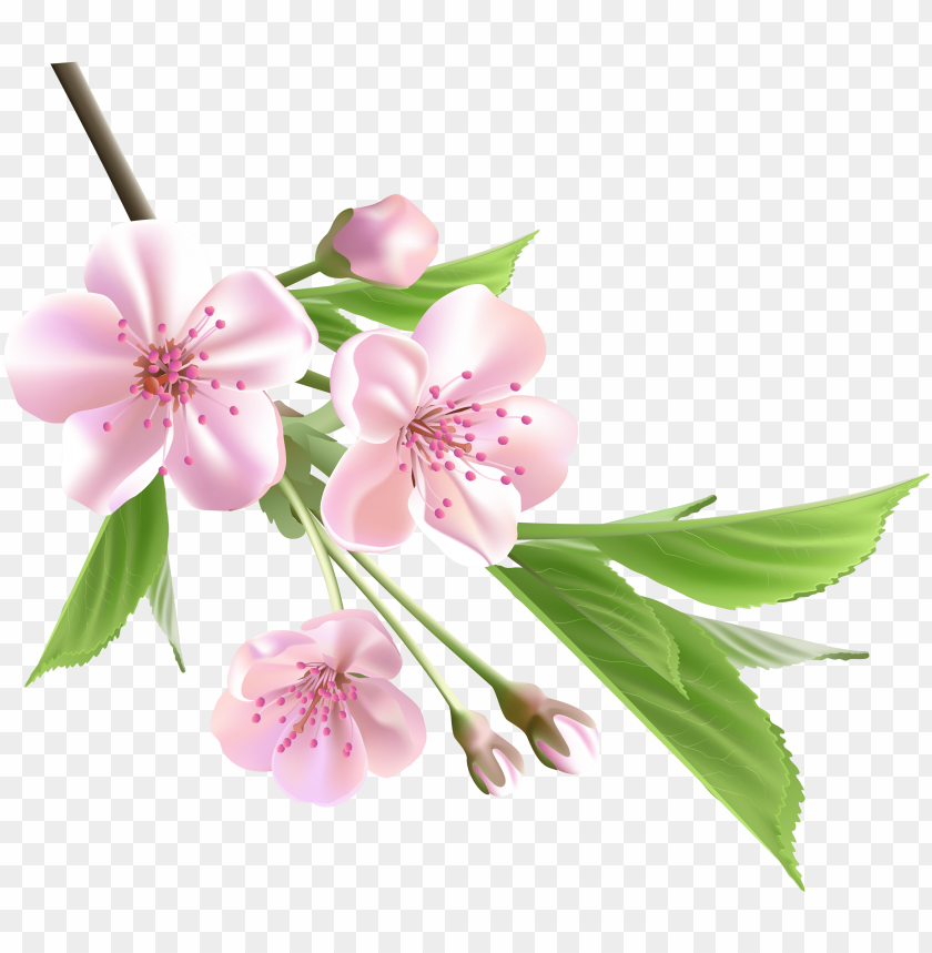 Detail Spring Flower Png Nomer 8