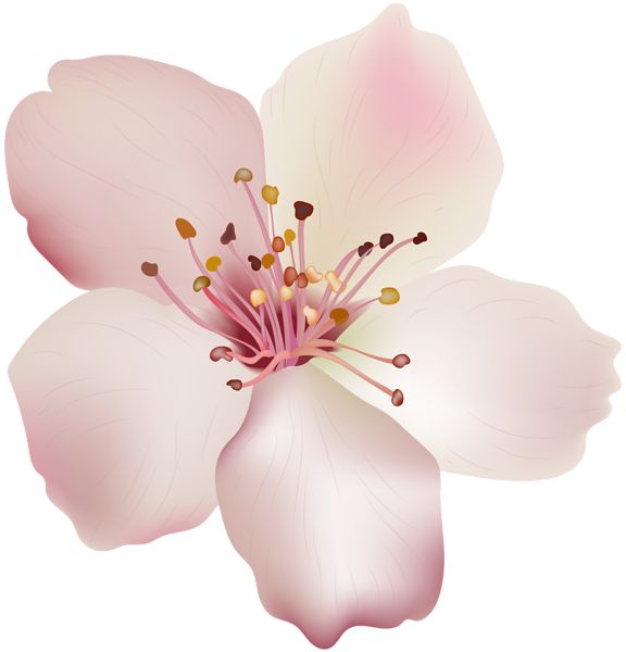 Detail Spring Flower Png Nomer 23