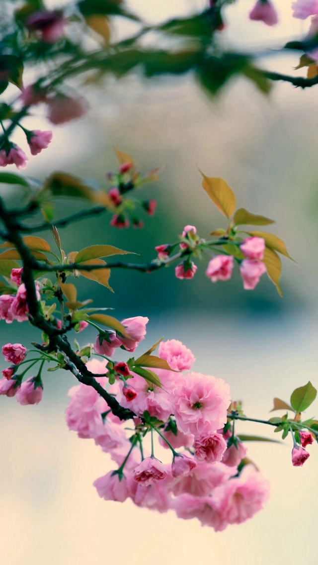 Detail Spring Wallpaper Hd Nomer 14