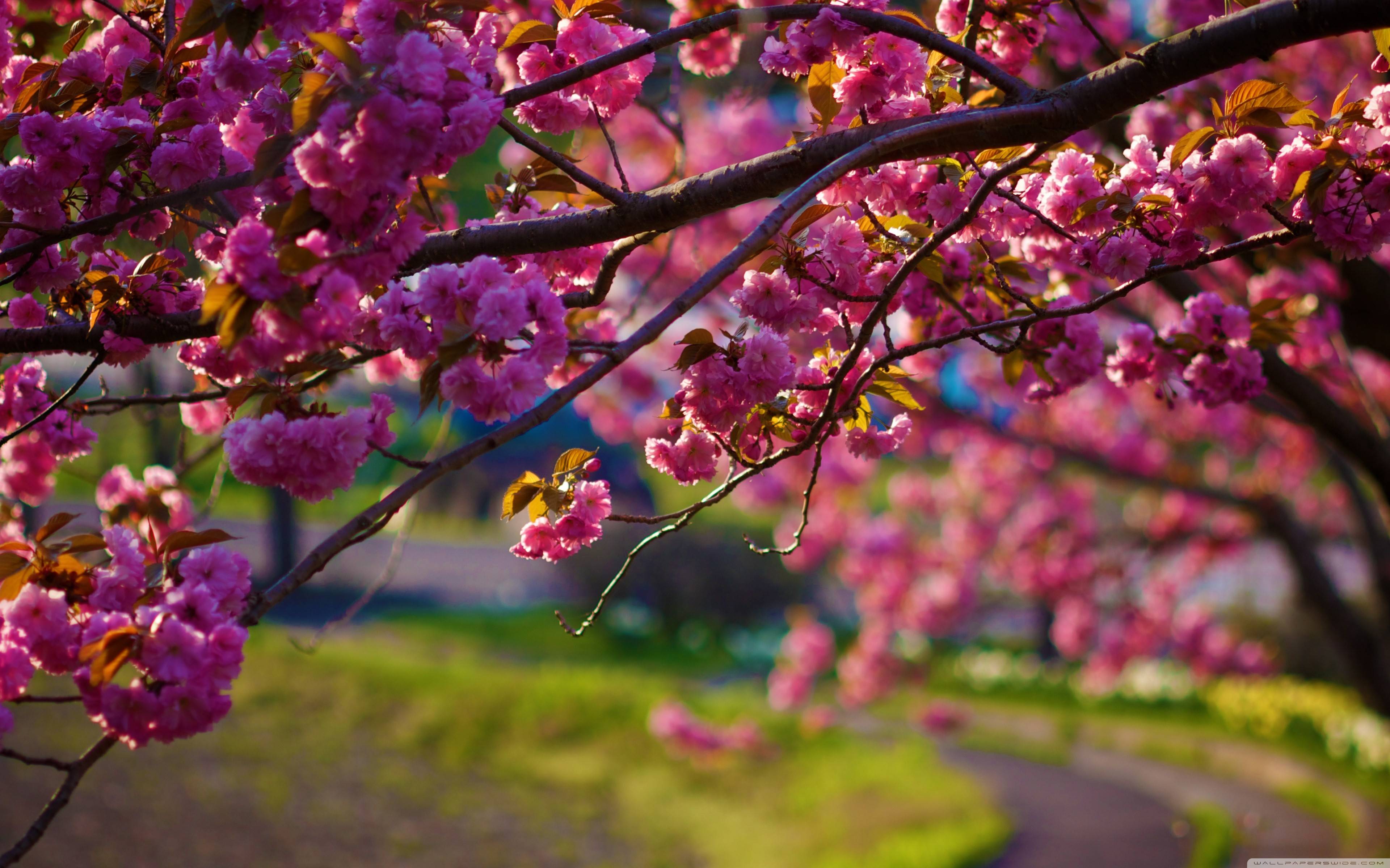 Detail Spring Wallpaper Hd Nomer 8