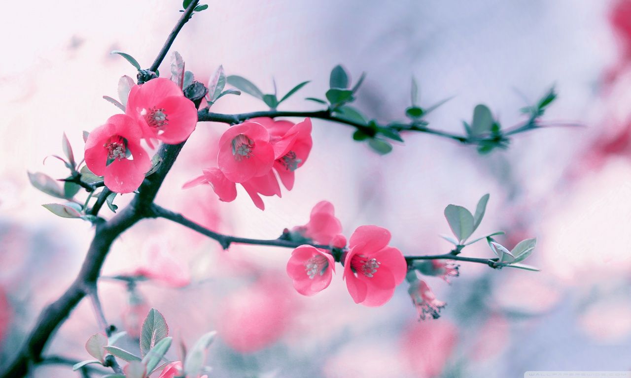 Detail Spring Wallpaper Hd Nomer 10