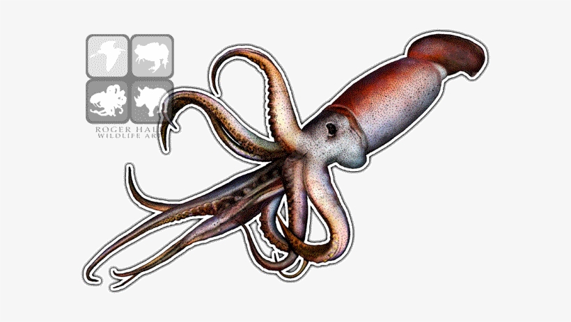 Detail Squid Png Nomer 52