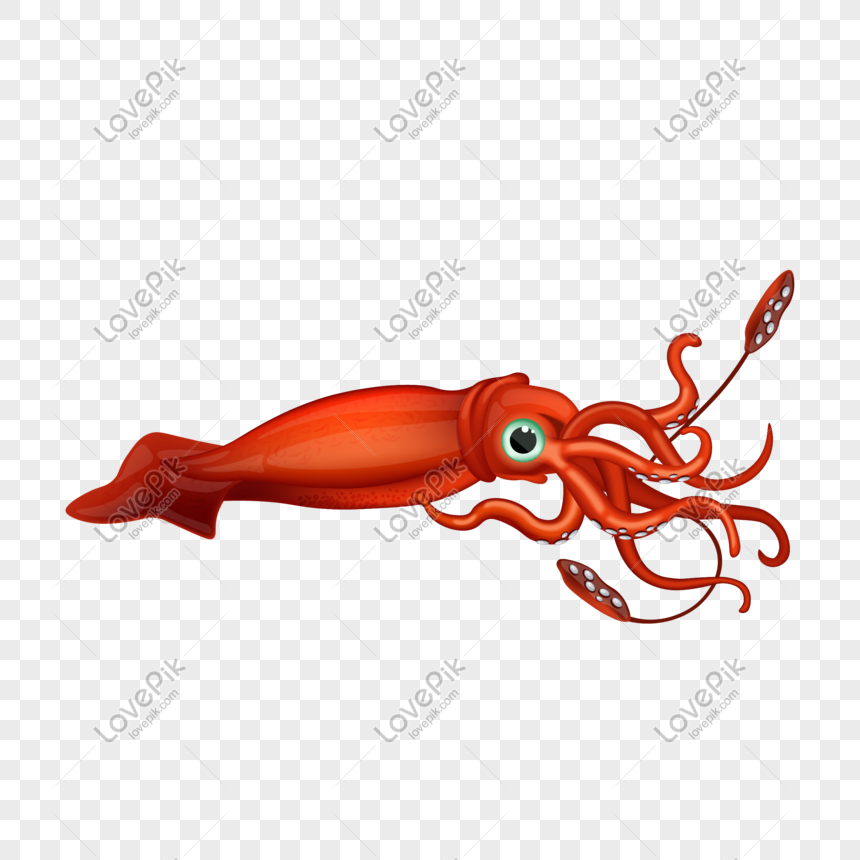 Detail Squid Vector Png Nomer 14