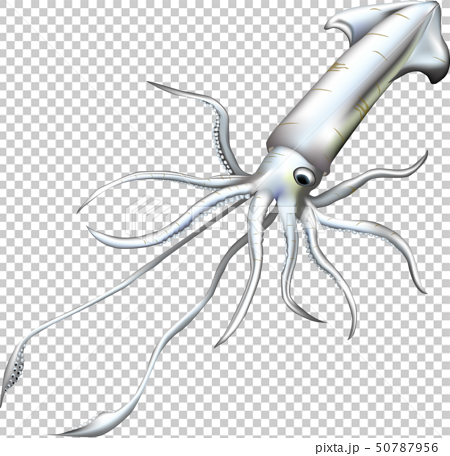 Detail Squid Vector Png Nomer 18