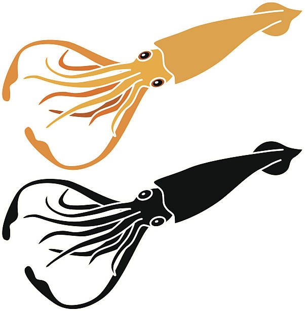 Detail Squid Vector Png Nomer 29