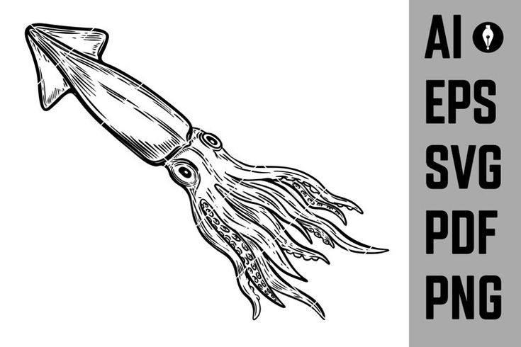 Detail Squid Vector Png Nomer 37