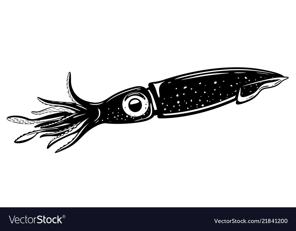 Detail Squid Vector Png Nomer 40