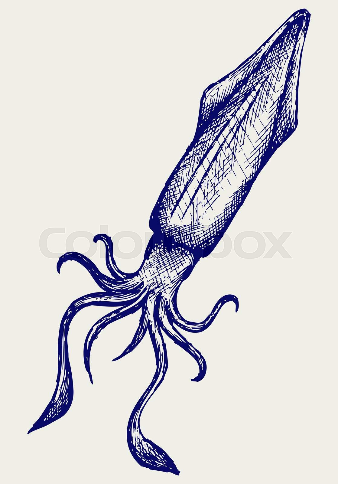 Detail Squid Vector Png Nomer 47