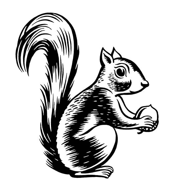 Squirrel Clipart Black And White - KibrisPDR