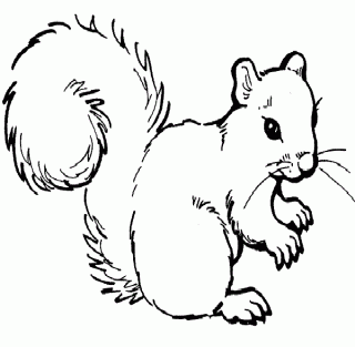 Detail Squirrel Clipart Black And White Nomer 14