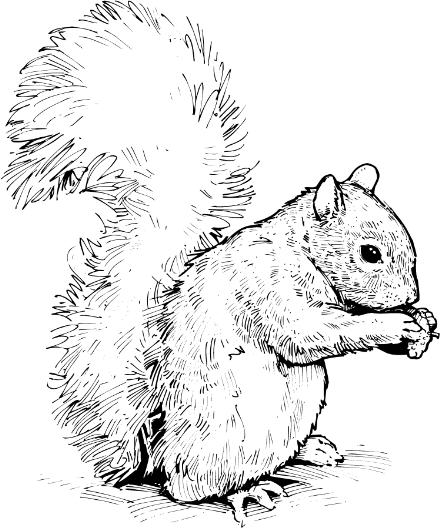 Detail Squirrel Clipart Black And White Nomer 15