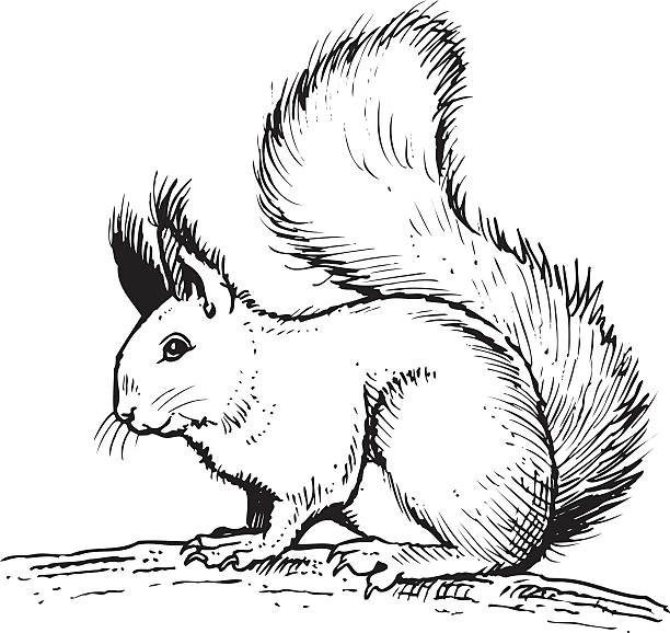 Detail Squirrel Clipart Black And White Nomer 22