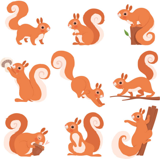 Detail Squirrel Clipart Free Nomer 9