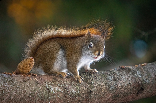 Detail Squirrel Download Nomer 19