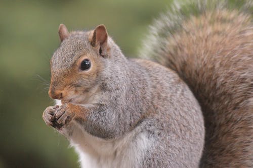 Detail Squirrel Download Nomer 20