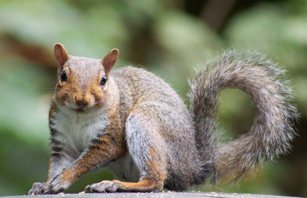 Detail Squirrel Download Nomer 25