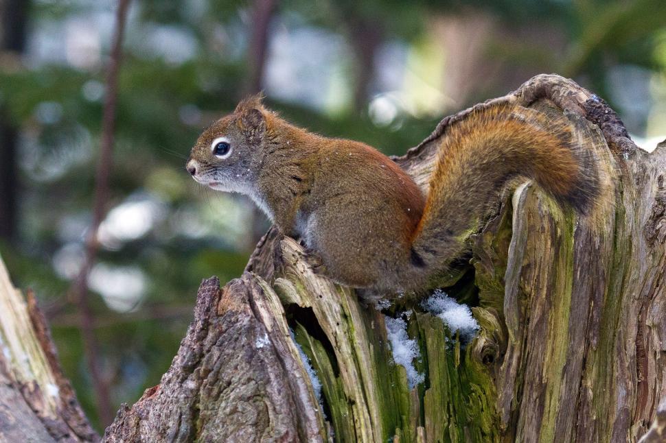 Detail Squirrel Download Nomer 26