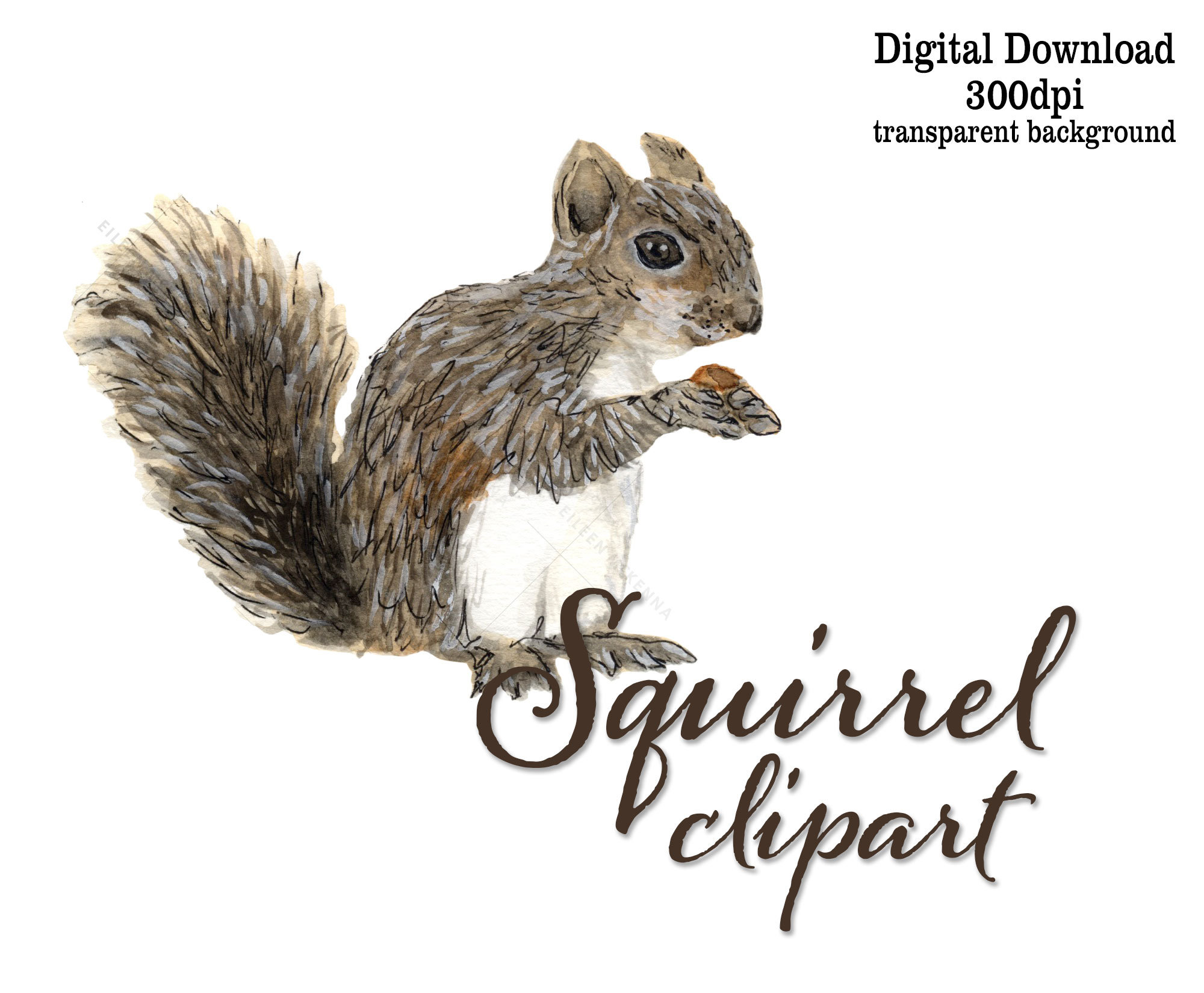 Detail Squirrel Download Nomer 38