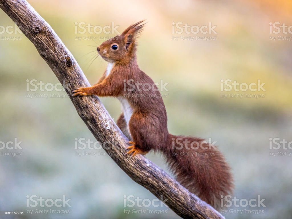 Detail Squirrel Download Nomer 46