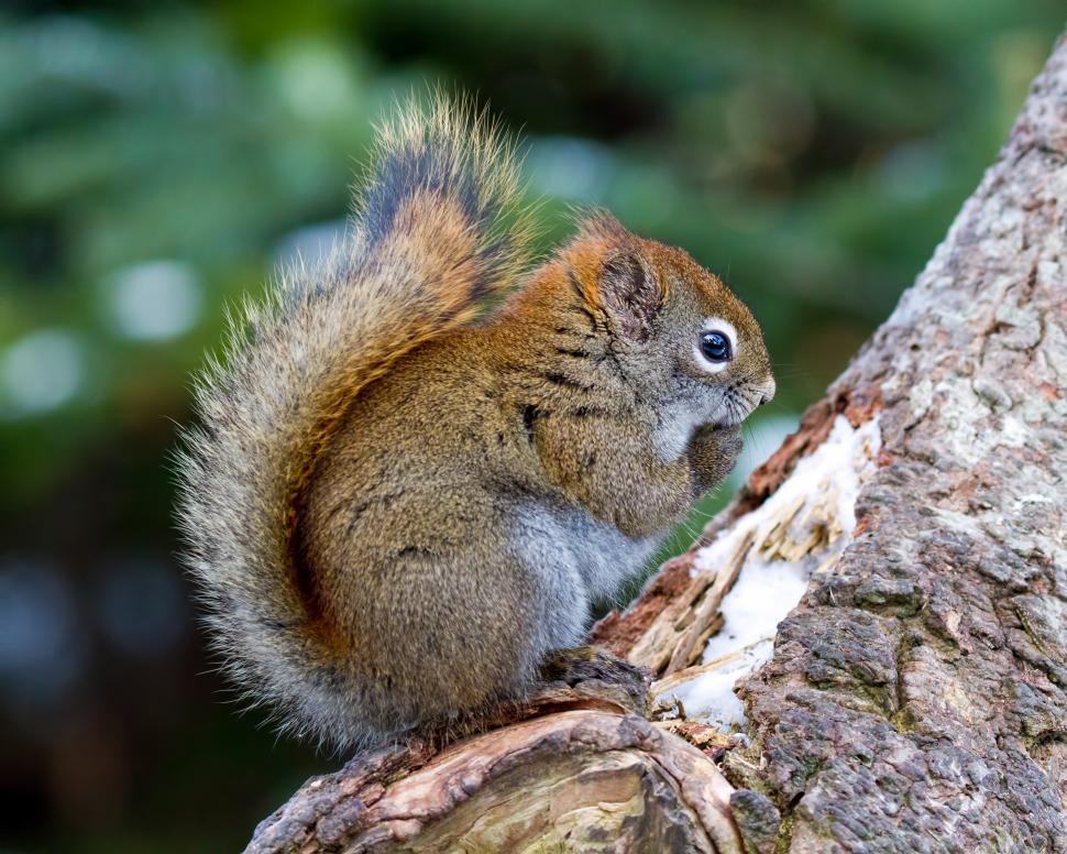 Detail Squirrel Download Nomer 47