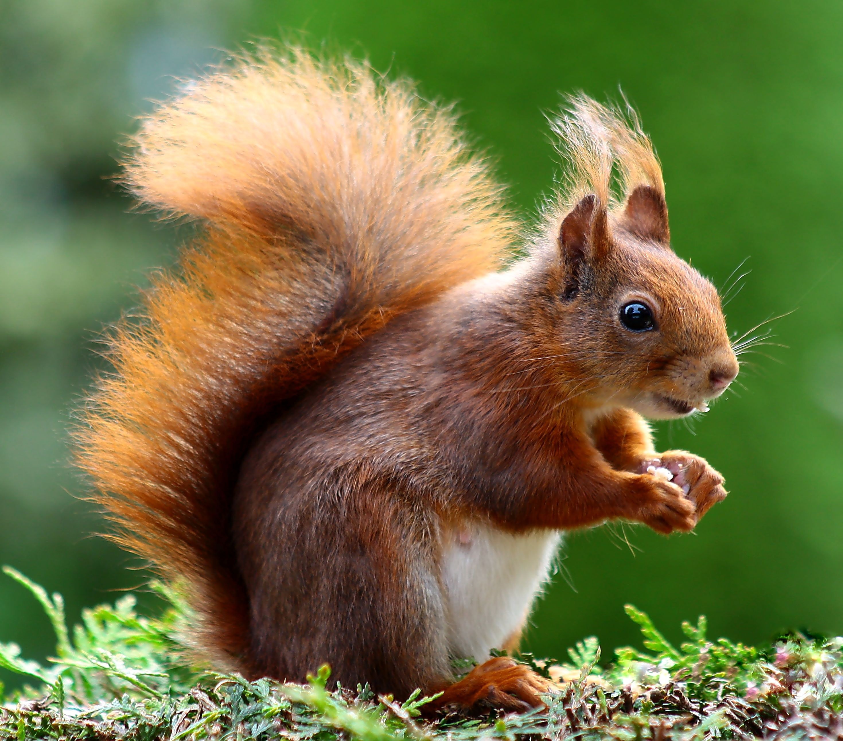 Detail Squirrel Download Nomer 8