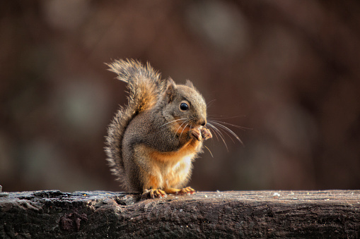 Detail Squirrel Download Nomer 10