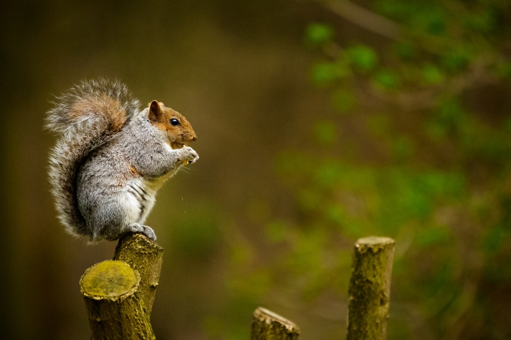 Squirrel Hd - KibrisPDR