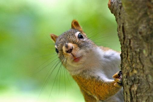 Detail Squirrel Hd Nomer 2