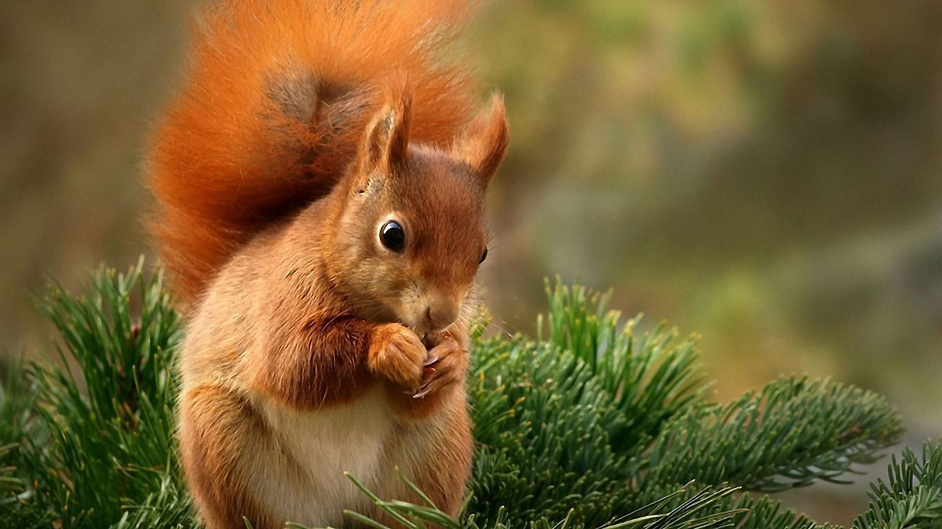 Detail Squirrel Hd Nomer 10