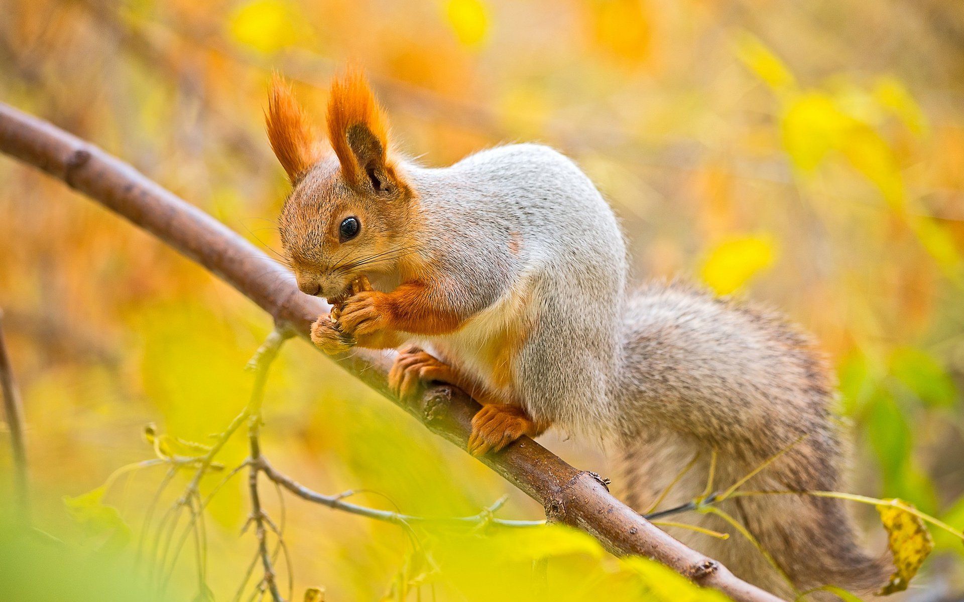 Detail Squirrel Hd Nomer 12