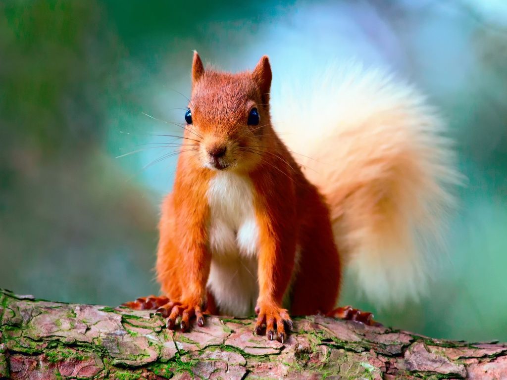 Detail Squirrel Hd Nomer 13