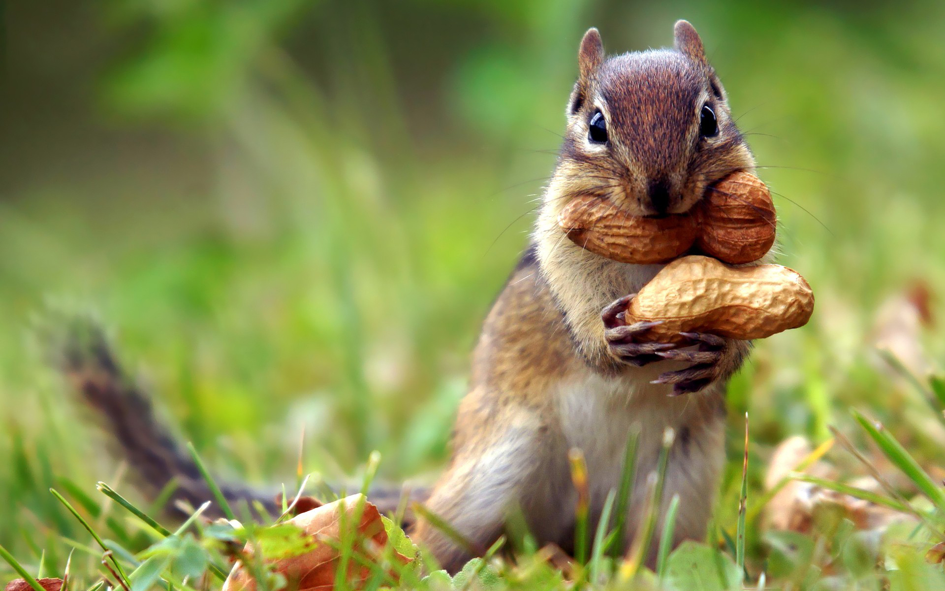 Detail Squirrel Hd Nomer 15