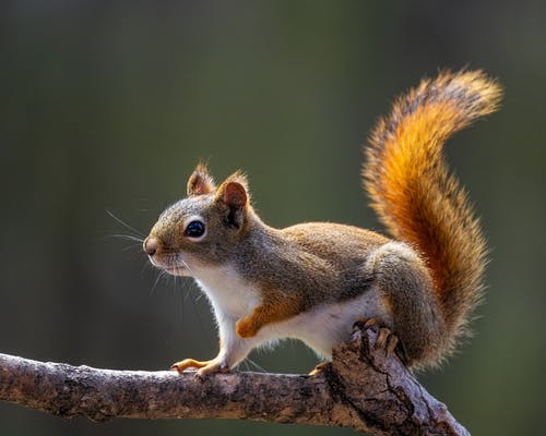 Detail Squirrel Hd Nomer 17