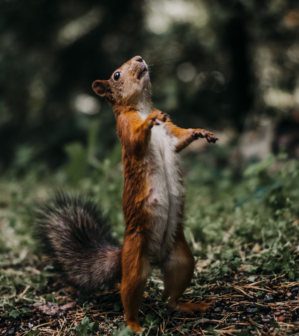Detail Squirrel Hd Nomer 3
