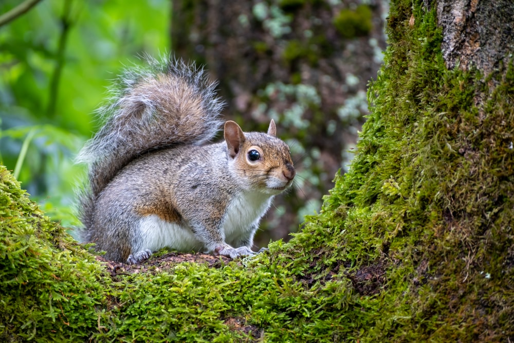 Detail Squirrel Hd Nomer 20