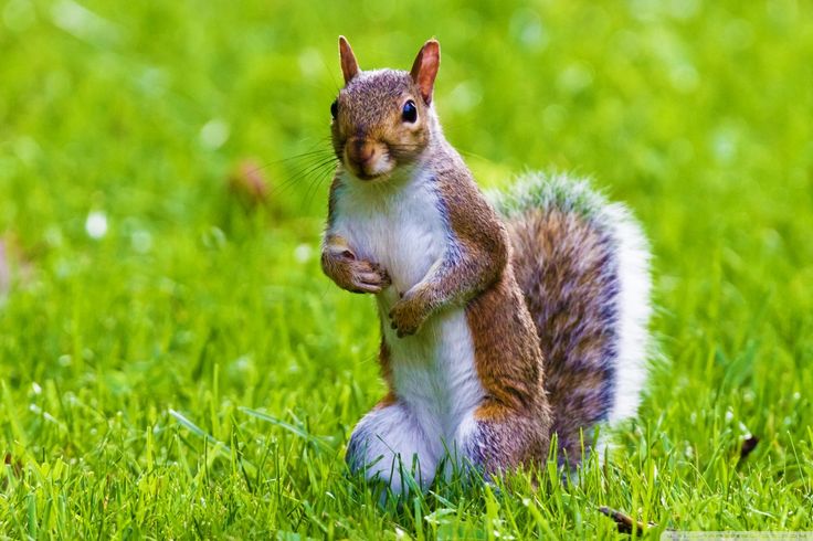 Detail Squirrel Hd Nomer 21