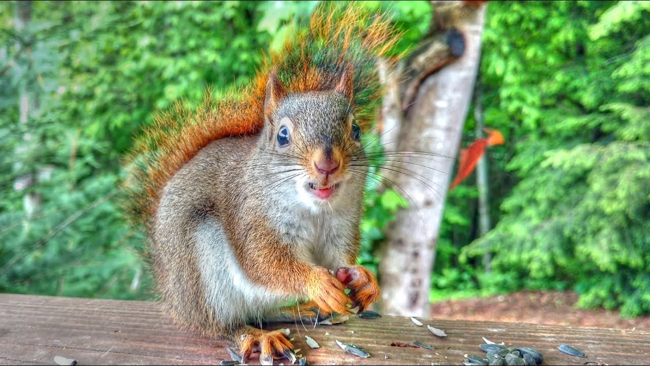 Detail Squirrel Hd Nomer 24