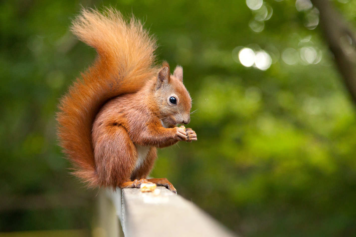 Detail Squirrel Hd Nomer 25