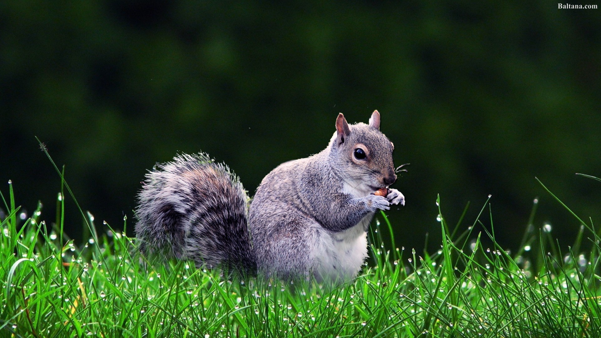 Detail Squirrel Hd Nomer 26