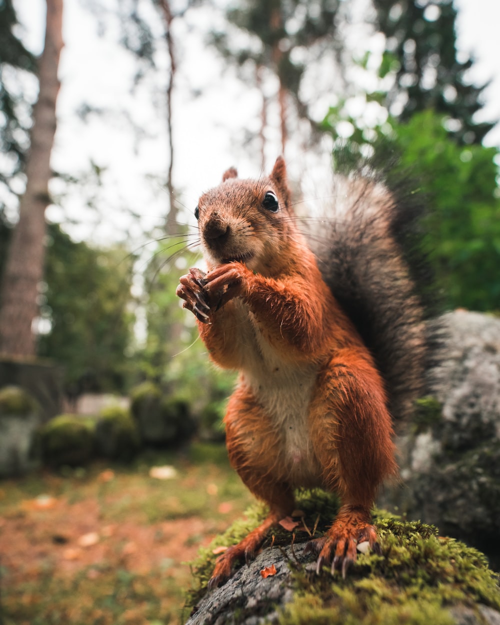 Detail Squirrel Hd Nomer 27