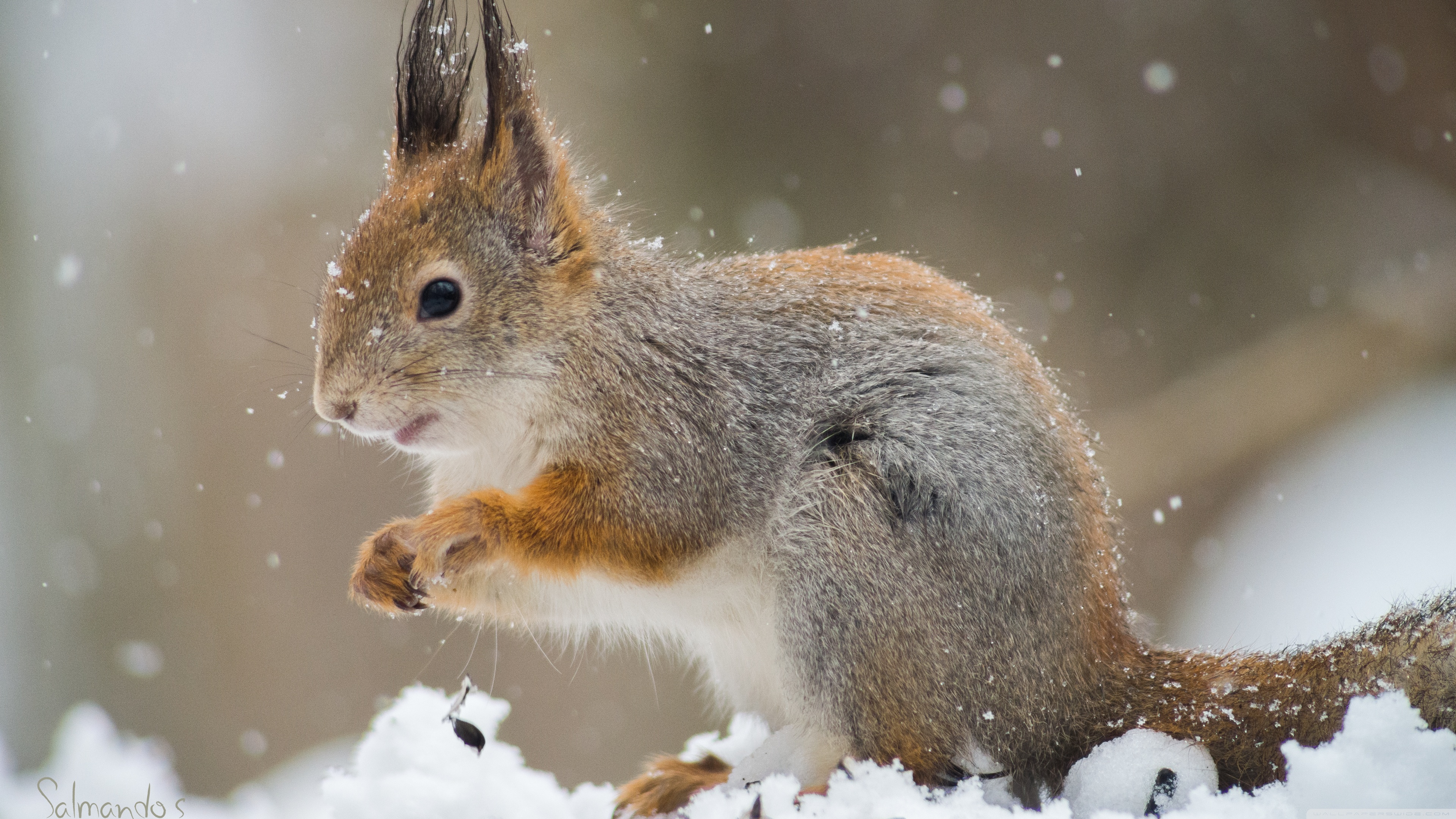 Detail Squirrel Hd Nomer 32