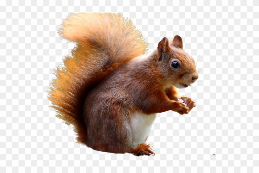 Detail Squirrel Hd Nomer 33