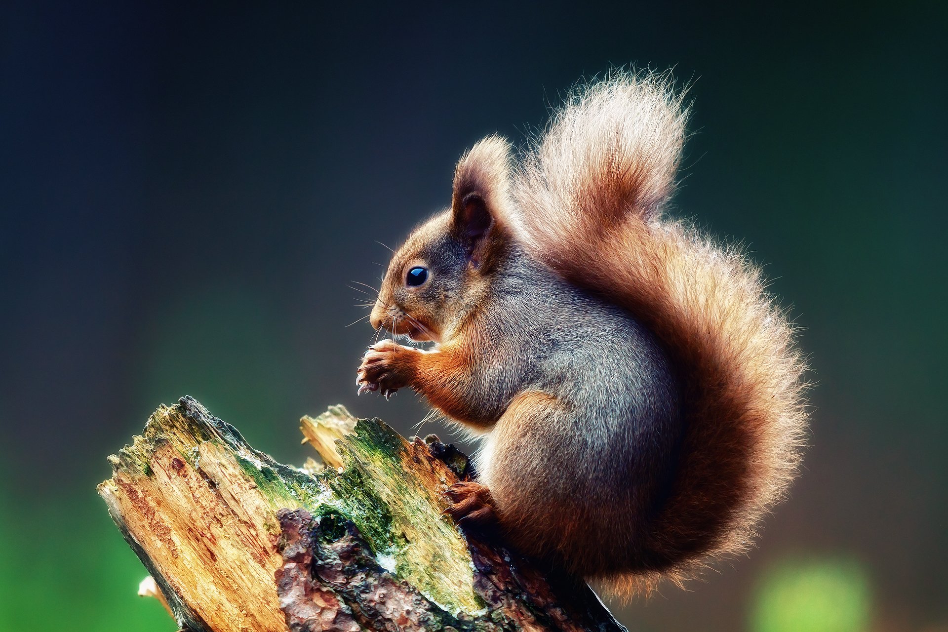 Detail Squirrel Hd Nomer 5