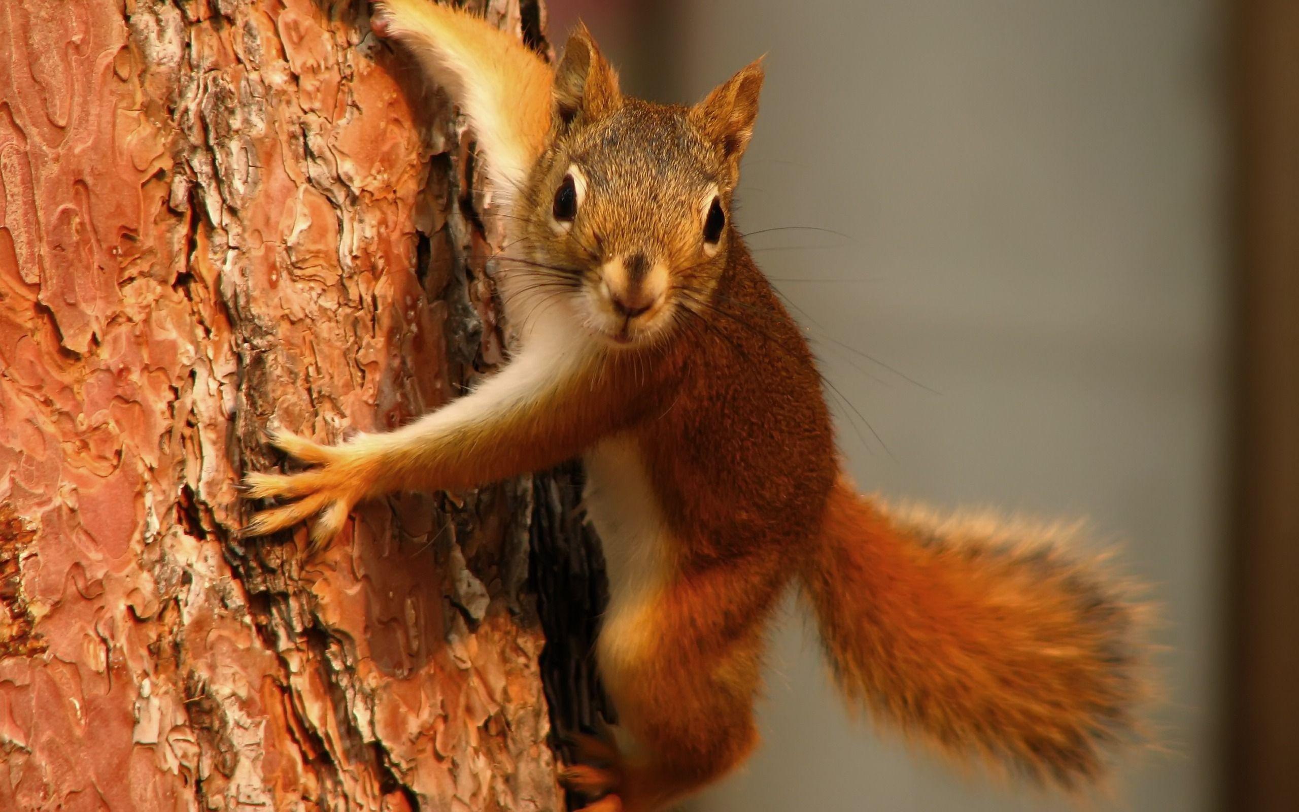 Detail Squirrel Hd Nomer 35