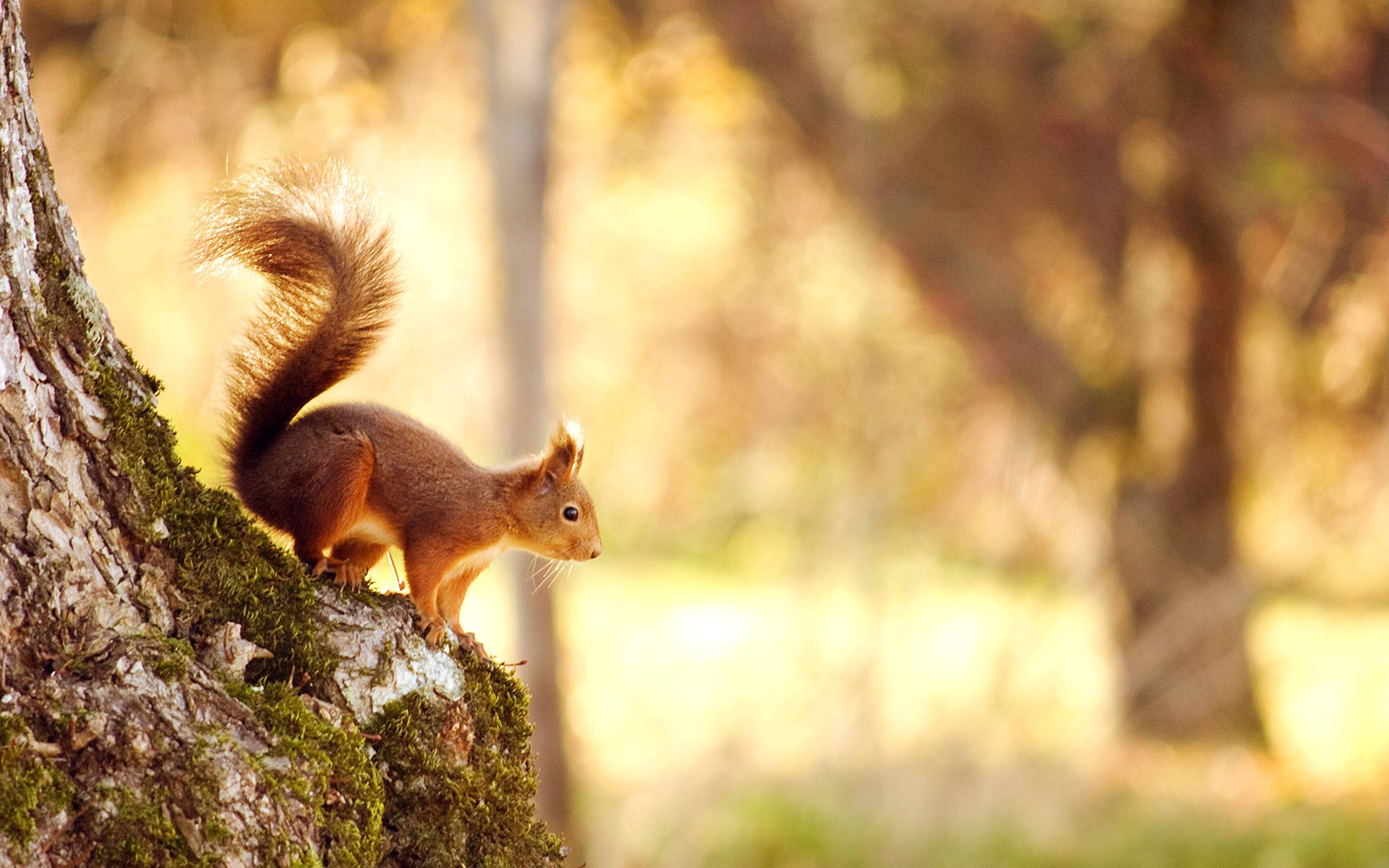 Detail Squirrel Hd Nomer 6