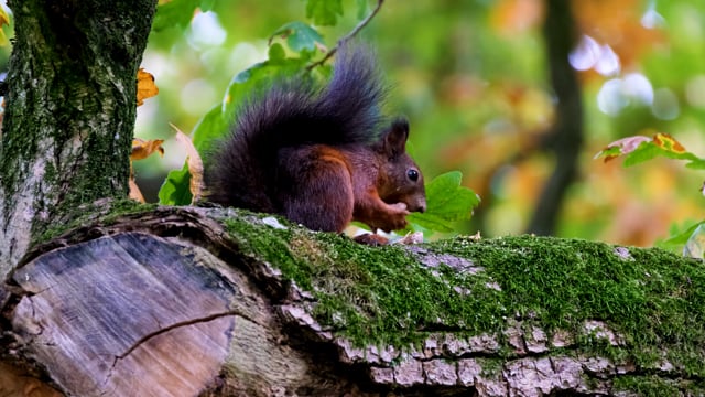 Detail Squirrel Hd Nomer 43