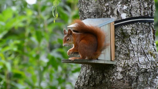 Detail Squirrel Hd Nomer 44